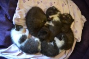 Chatons 17 jours